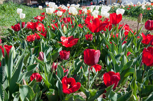 Fototapeta Naklejka Na Ścianę i Meble -  Campo di tulipani rossi. Tulipani in fioritura.