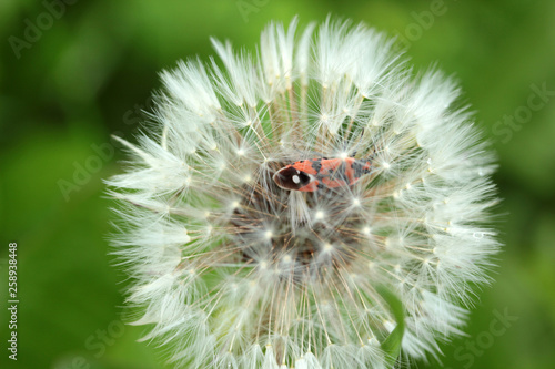 insect (Spilostethus Pandurus) and dandelion seed