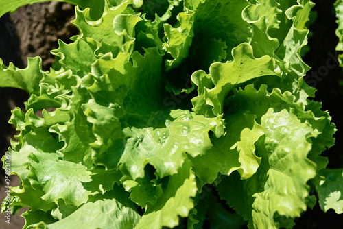 Green lettuce plant growing on garden bed in sunny summer day, copy space. Natural background, close up. Top view