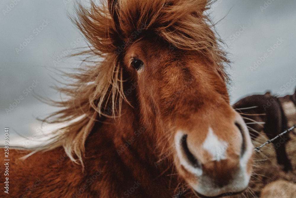 Obraz Iceland - Horse