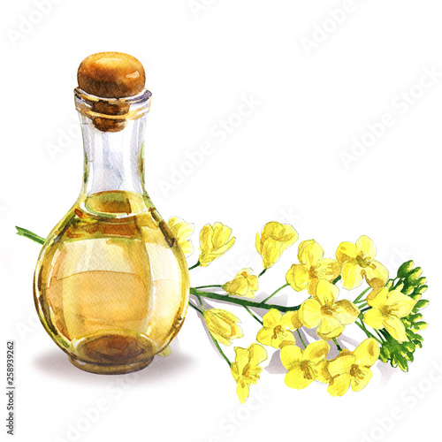 Bottle of fresh organic rape seed oil and oilseed rape flowers, flowering rapeseed canola or colza, isolated, hand drawn watercolor illustration on white background
