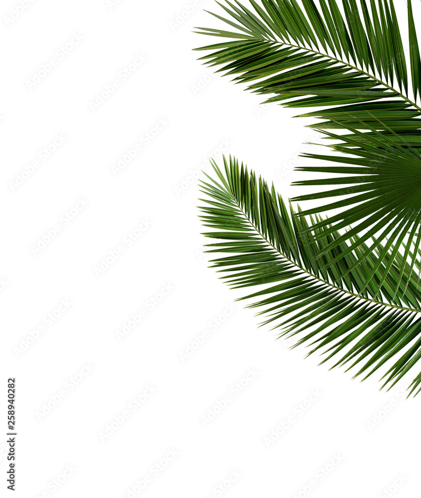 Palm tree leaves close-up isolated on white background, nature concept template mock-up Palm tree leaves close-up isolated on white background, nature concept template mock-up