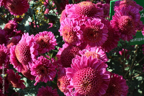 bouquet of flowers