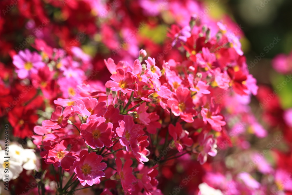 花 花