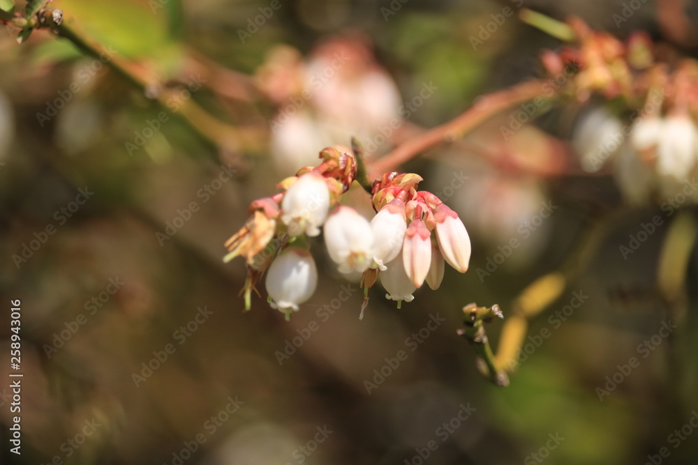 Obraz premium ブルーベリー