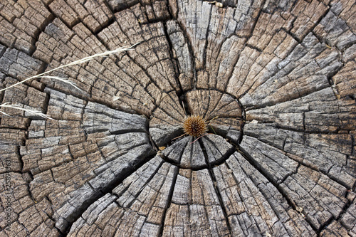 Tree ring texture background