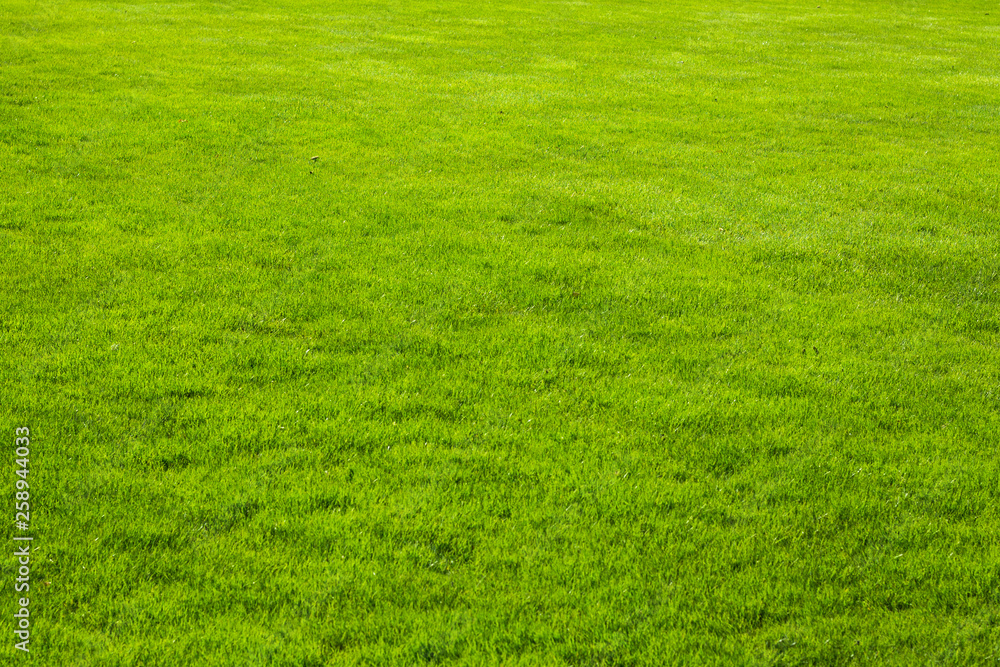 Jolie pelouse de jardin, texture ou arrière-plan Jolie pelouse de jardin, texture ou arrière-plan