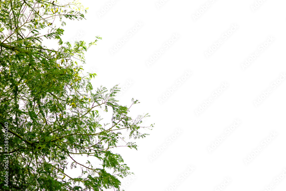 The green leaves are large shrubs attached on the brown branches coming out on the white background. The green leaves are large shrubs attached on the brown branches coming out on the white background.