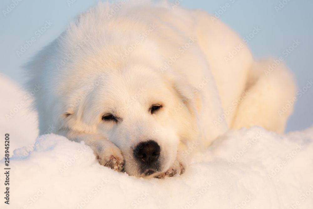 Gorgeous and sad maremmano abruzzese dog lying on ice floe and snow on the frozen sea background. Gorgeous and sad maremmano abruzzese dog lying on ice floe and snow on the frozen sea background.