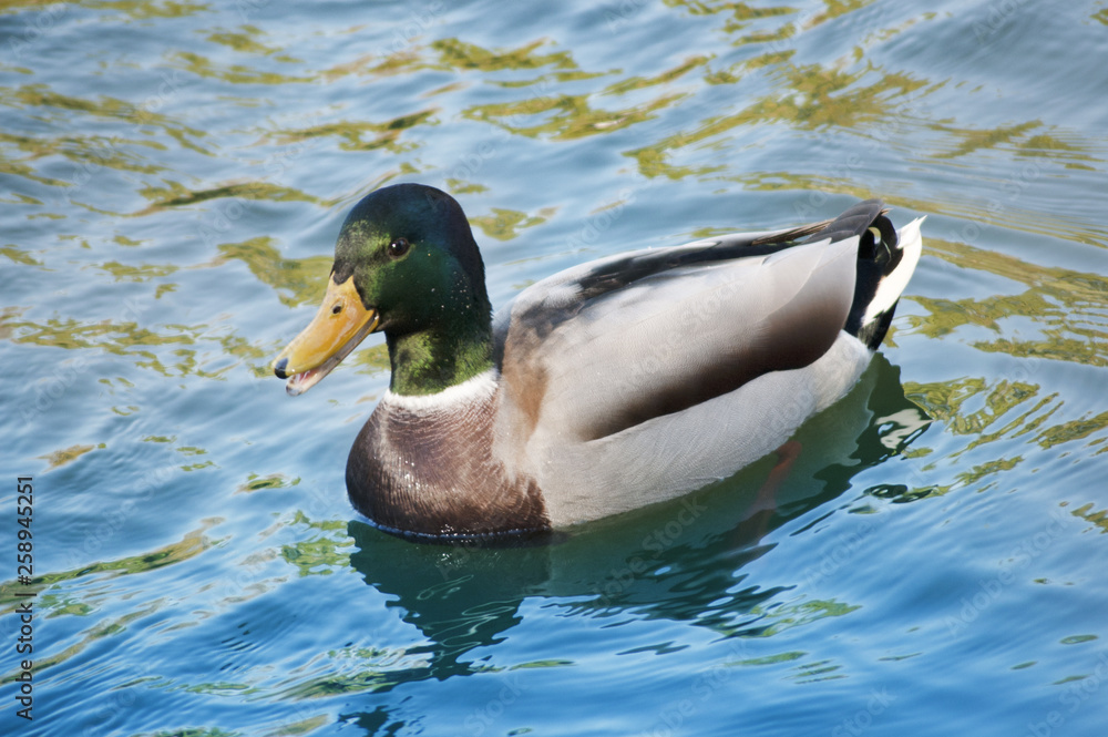 Obraz premium Drake Mallard Portrait, an up close and personal view of a Drake Mallard in water.