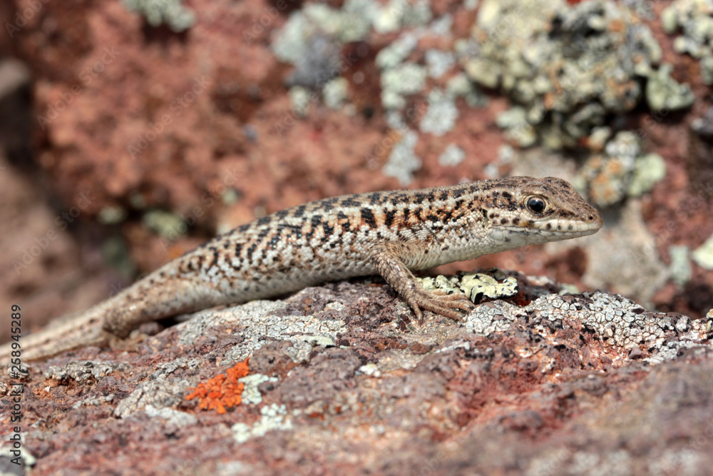 brown little lizard on stone brown little lizard on stone