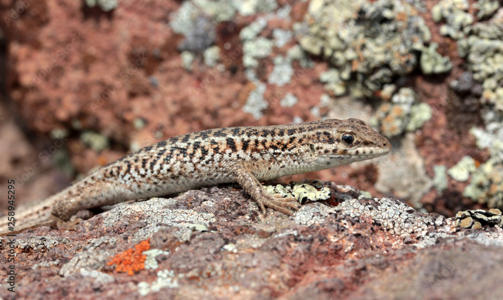 brown little lizard on stone brown little lizard on stone