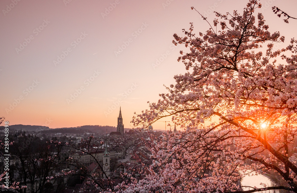 Φωτογραφία Sonnenuntergang während Kirschblüte in Bern mit Berner Münster und Altstadt