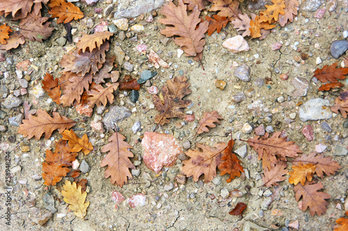 Falled oak leaves on ground as background