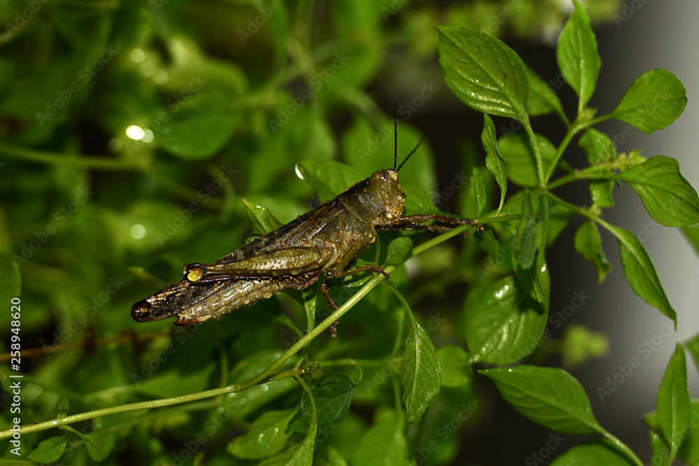Yellowish-brown wooded grasshopper perched on the tree Yellowish-brown wooded grasshopper perched on the tree