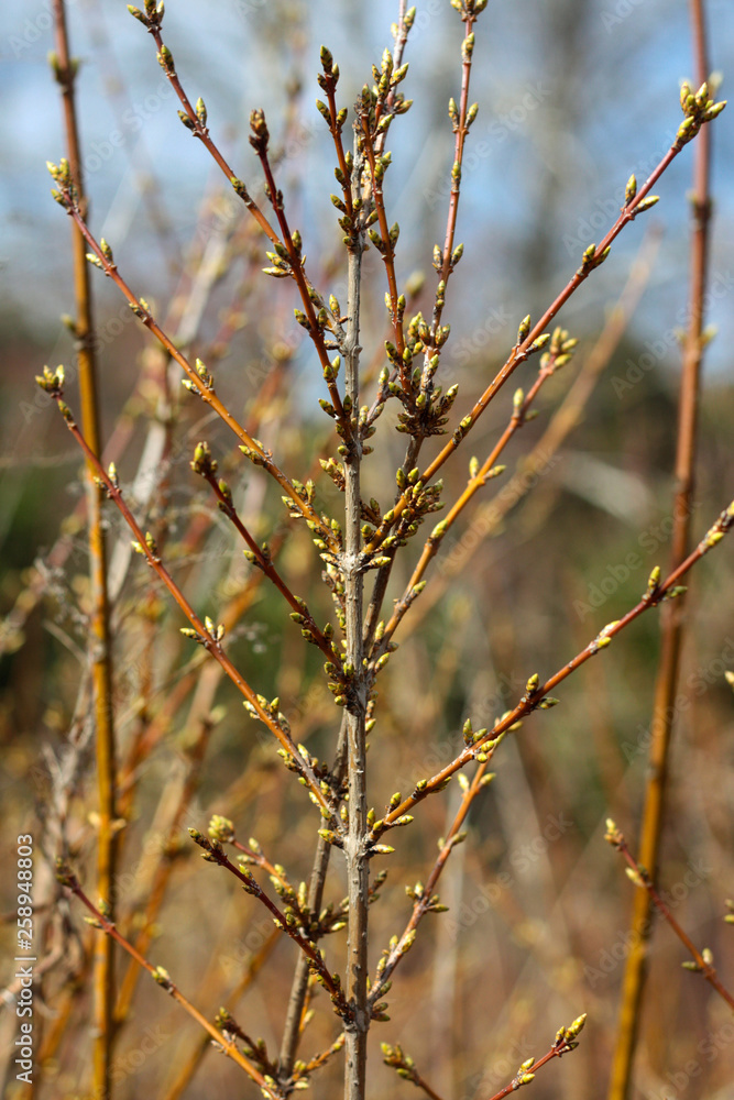 The first spring gentle leaves, buds and branches macro background The first spring gentle leaves, buds and branches macro background
