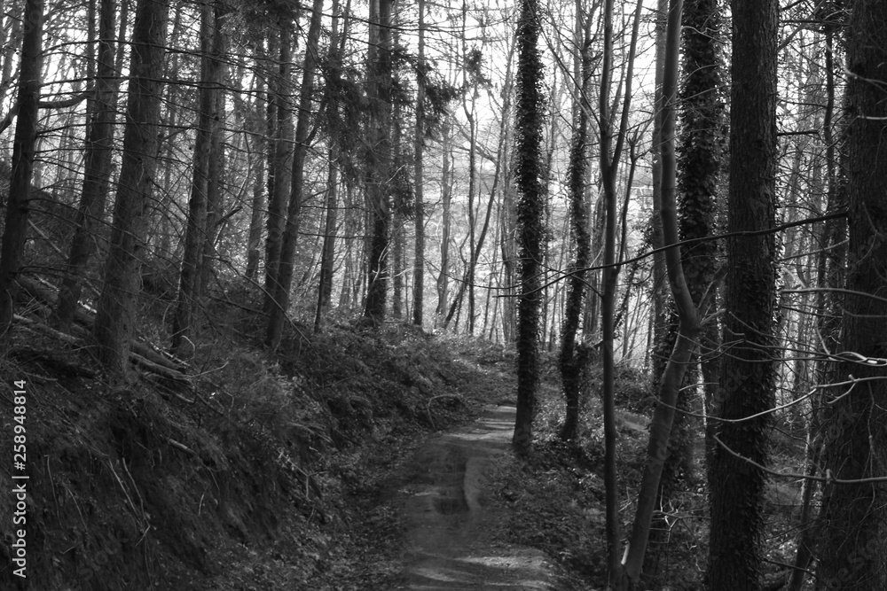 Obraz premium black and white forest