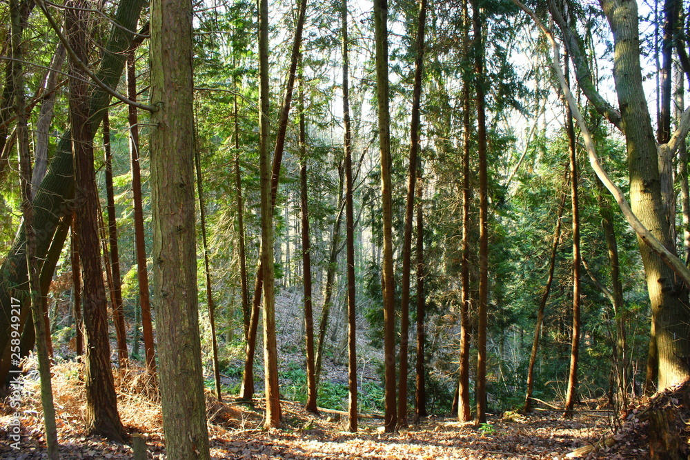 trees in the forest trees in the forest