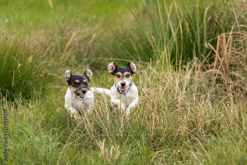 Fototapeta Naklejka Na Ścianę i Meble -  Two dogs run and play with a ball in a meadow. A young cute Jack Russell Terrier puppy with her bitch