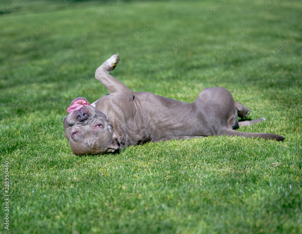Obraz premium Dog rolling in the grass having fun