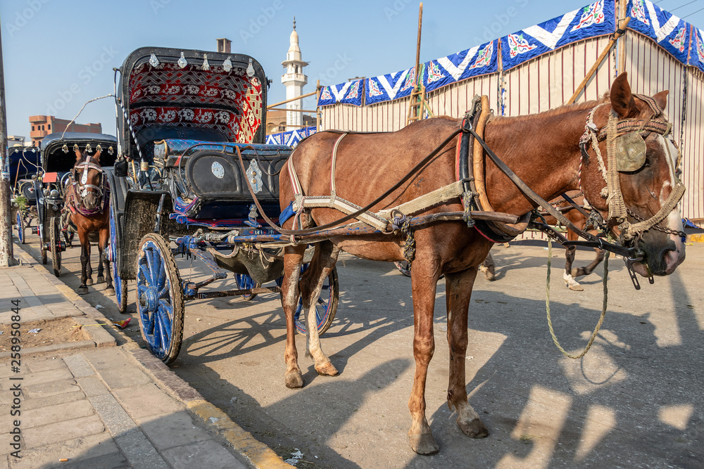 A horse carriage wait for customers next to the River Nile in Edfu. Horse carriages are the commonly used for tourist transportation from cruises to Edfu Temple