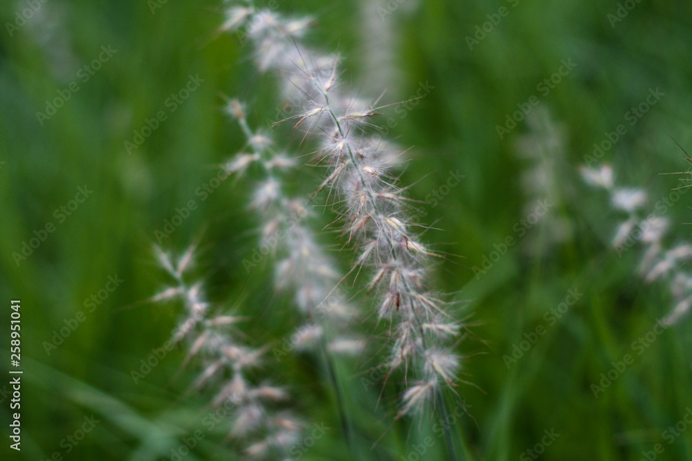 beautiful flowers in nature in the botanical garden