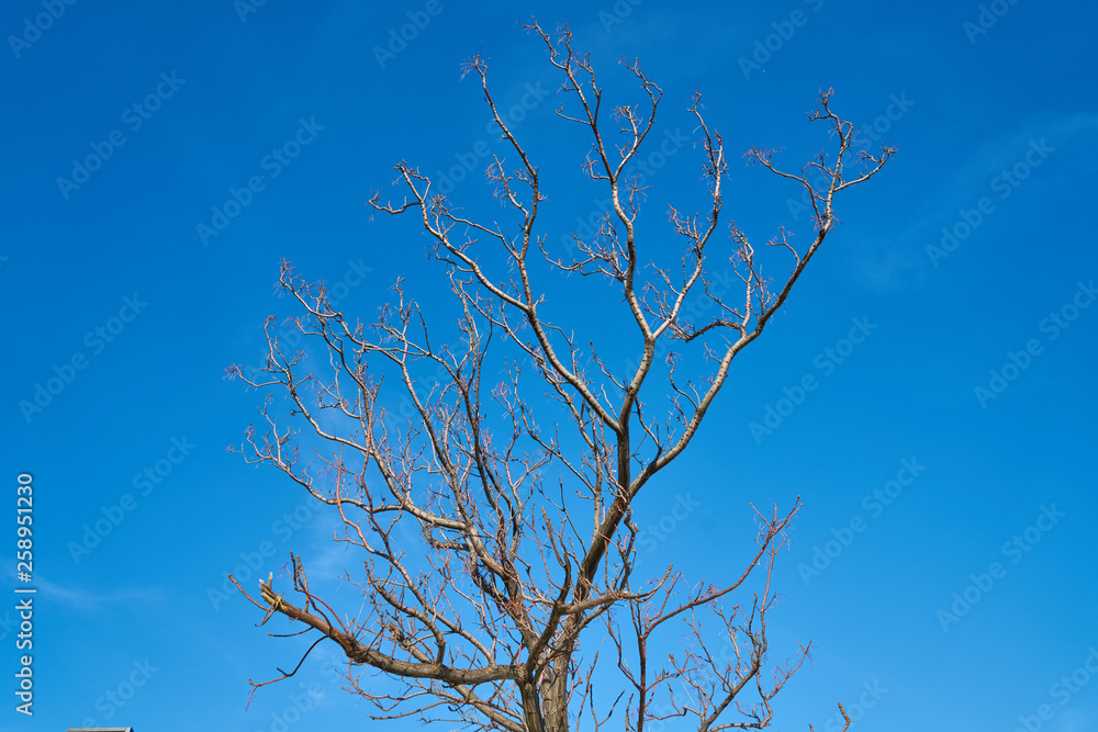 Obraz premium Tree and blue sky