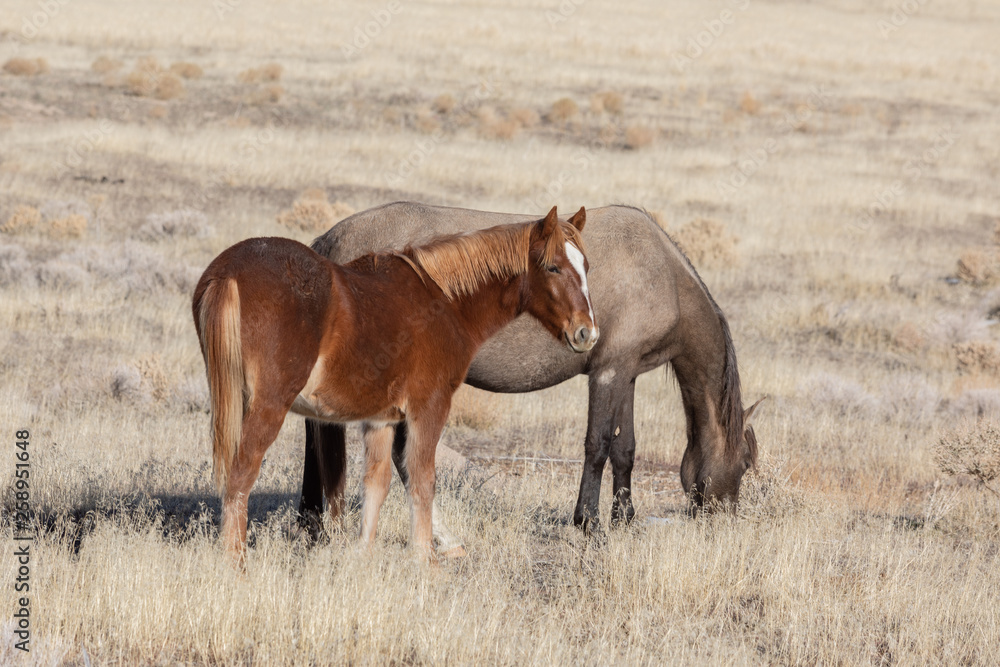 Wild Horses in Winter in the Utah Desert Wild Horses in Winter in the Utah Desert