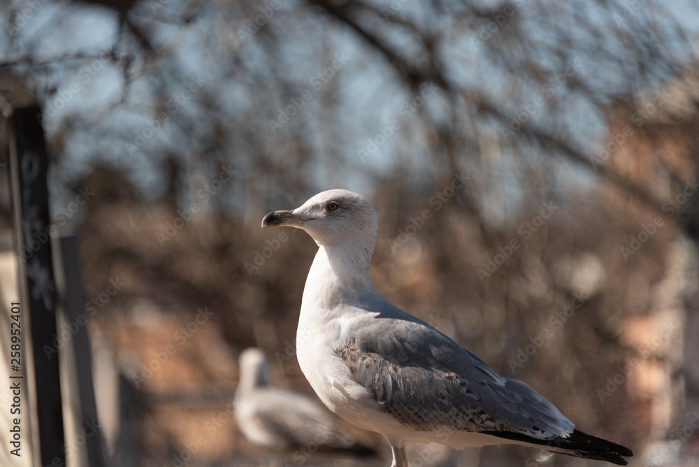 seagull on the wall with background of the city of Rome seagull on the wall with background of the city of Rome