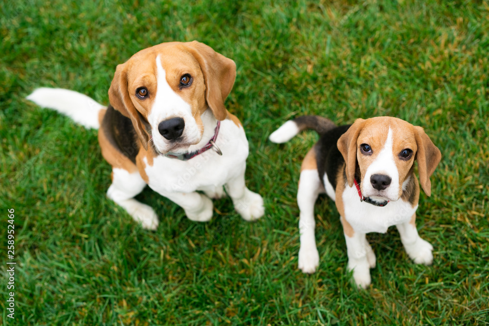 beautiful beagle dogs at the garden