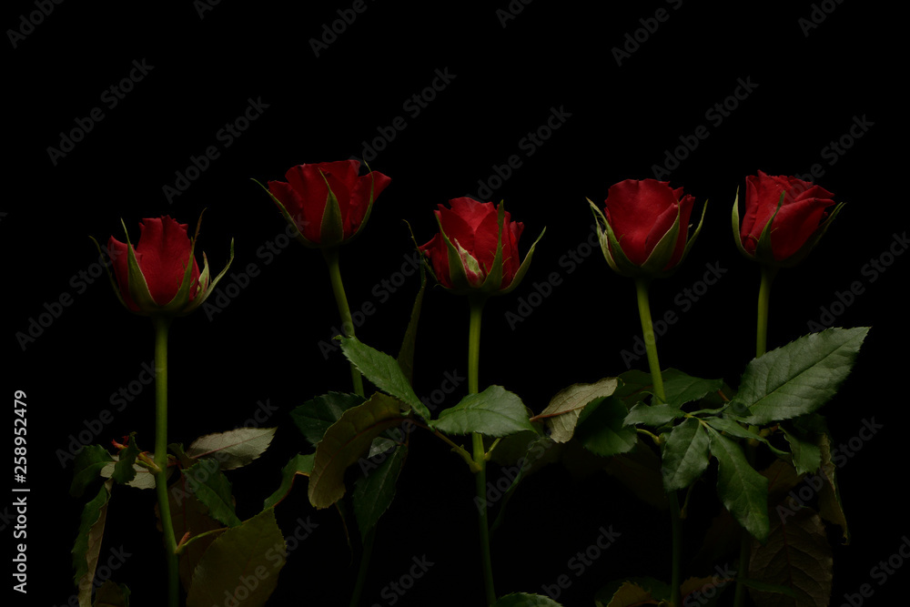 Rosas, planta sobre fondo negro Rosas, planta sobre fondo negro