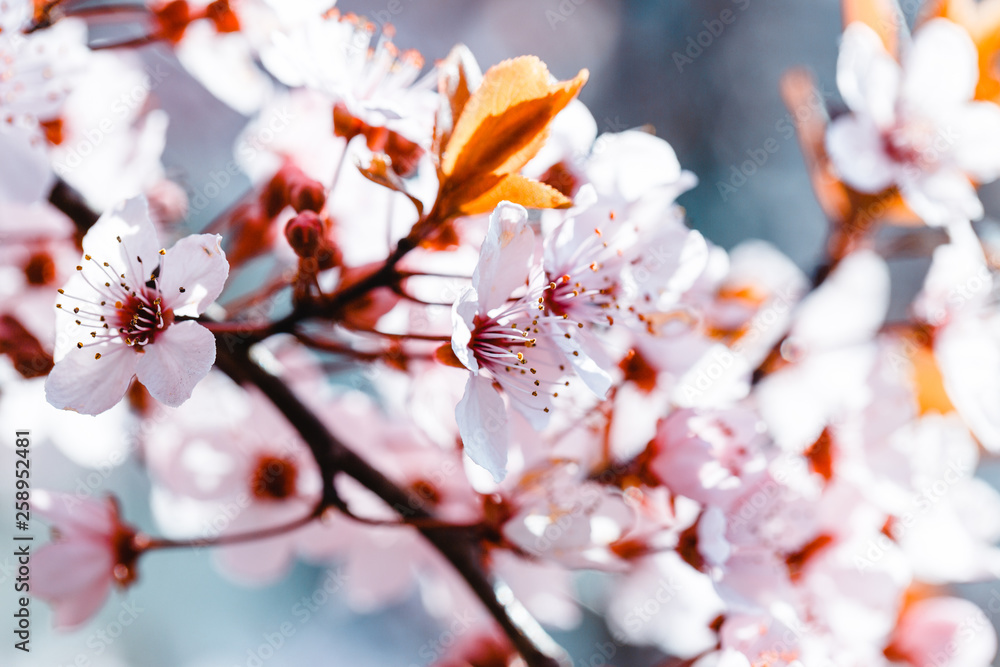 viele Kirschblüten vor blauem Hintergrund viele Kirschblüten vor blauem Hintergrund