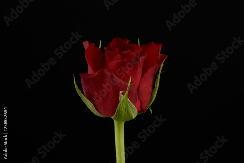 Rosa  planta sobre fondo negro