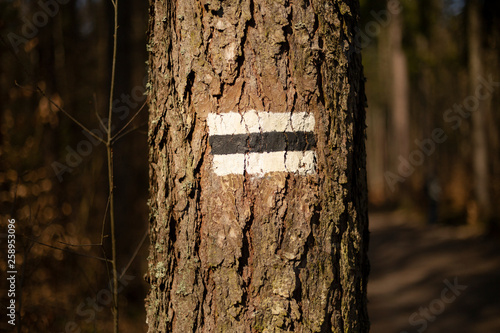 znak szlaku na drzewe