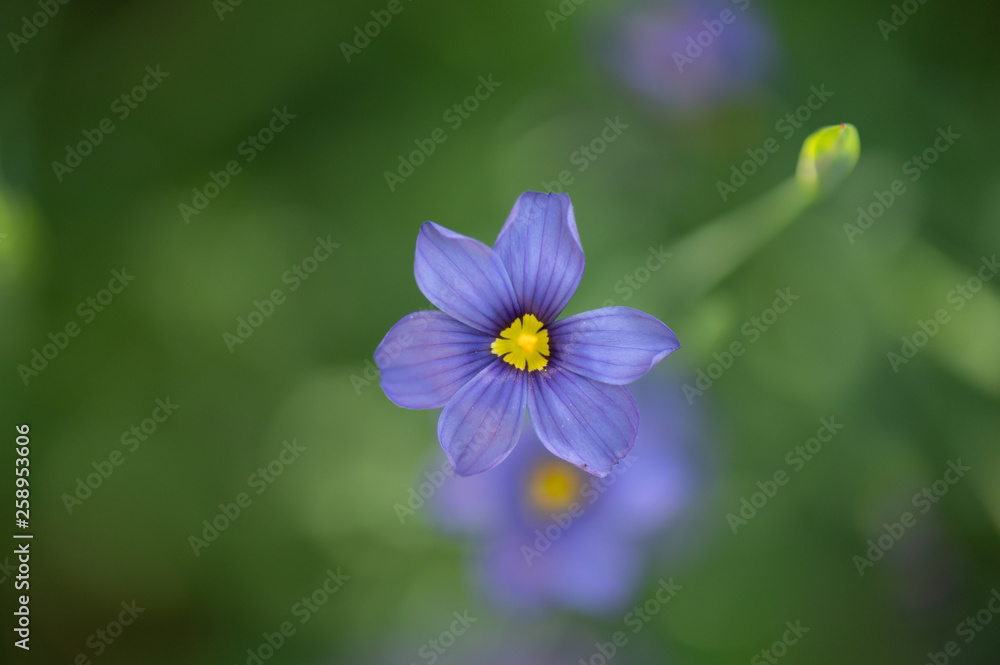 Close up top view of blue-eyed grass, a California native wildflower, outdoors surrounded by a natural green background. Close up top view of blue-eyed grass, a California native wildflower, outdoors surrounded by a natural green background.