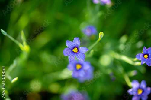 Top view of blue-eyed grass  a California native wildflower  surrounded by a natural blur of green foliage.
