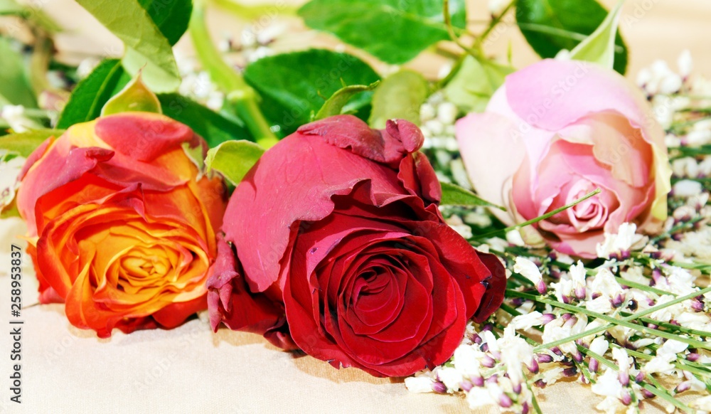 Naklejka premium Roses