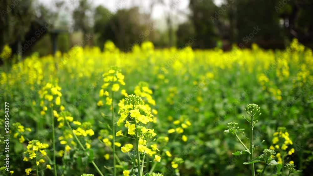 rape flowers blooming in sunlight rape flowers blooming in sunlight