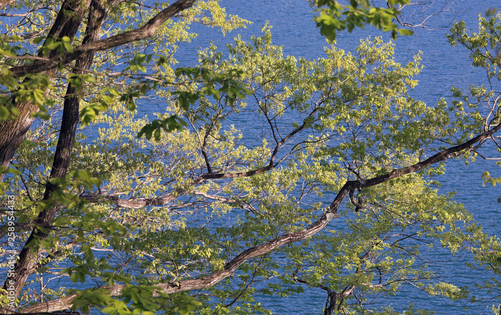 Fototapeta premium 新緑