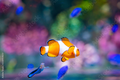 Orange nemo clown fish in sea aquarium