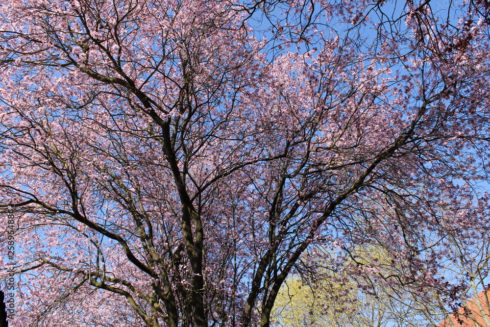 Kirschbaum Kirschblüte Zierkirsche vor blauem Himmel Kirschbaum Kirschblüte Zierkirsche vor blauem Himmel