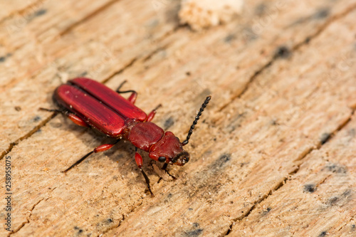 Red Flat Bark Beetle (Cucujus clavipes)