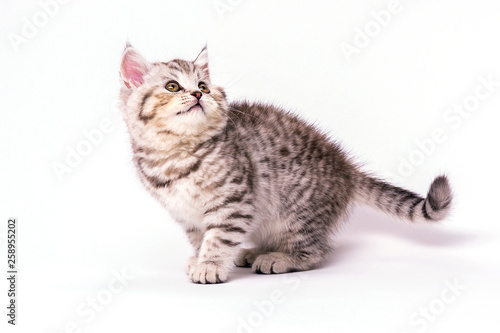 Striped Scottish strKitten of breed Scottish Straight in anticipation of food with a raised face. On a white background.