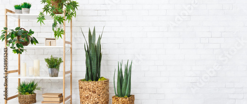 Decorative home plants concept photo