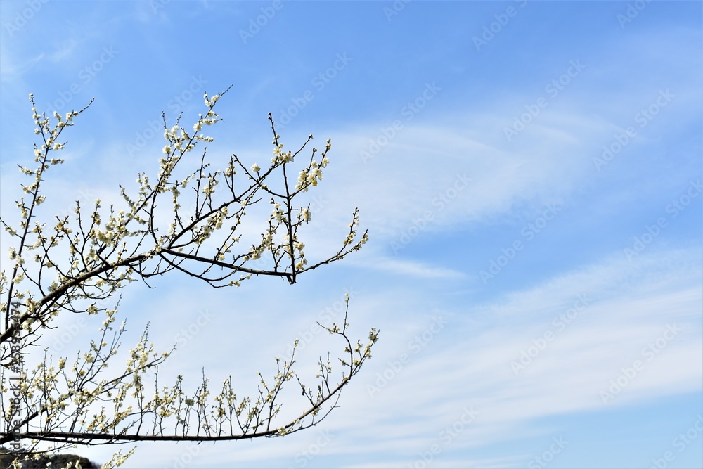 Obraz premium 梅の花