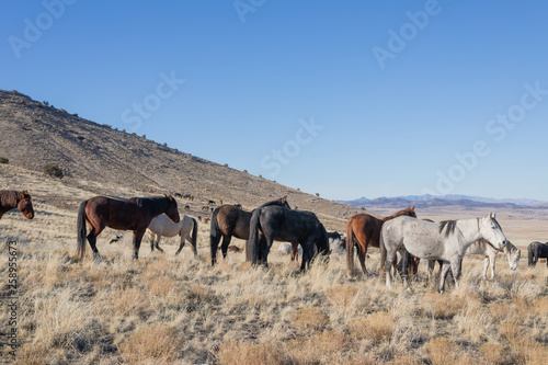 Wild Horses in Winter in the Utah Desert © natureguy