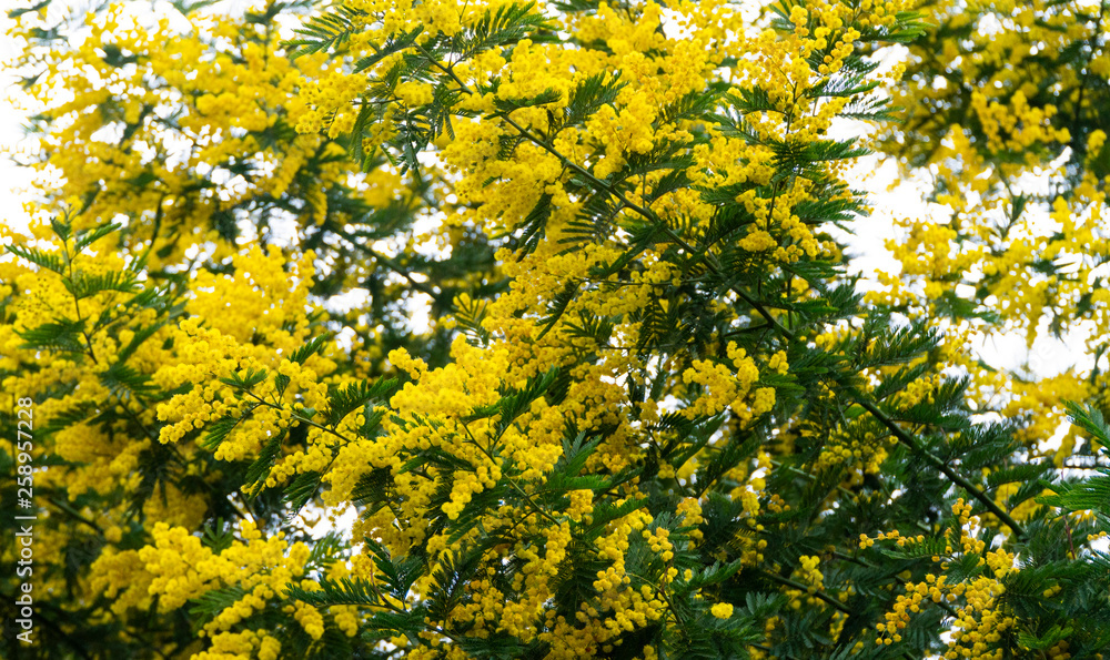 Fototapeta premium blooming mimosa tree