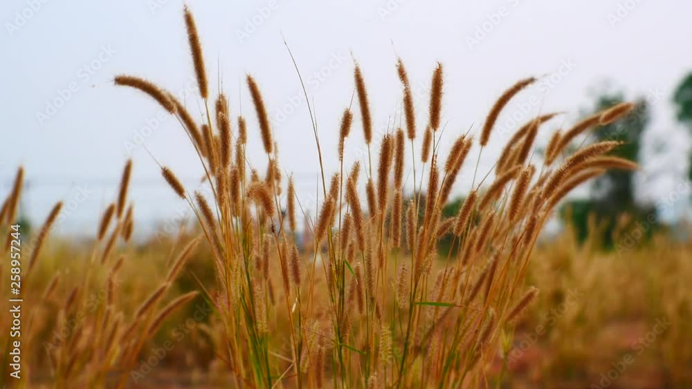 grass background of autumn leaves grass background of autumn leaves