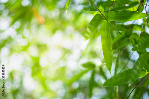 Close up beautiful view of nature green leaves on blurred greenery tree background with sunlight in public garden park. It is landscape ecology and copy space for wallpaper and backdrop.