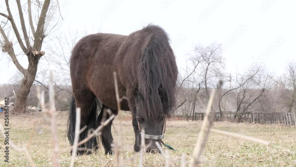 pony grazes on a lawn in nature in spring. pony grazes on a lawn in nature in spring.